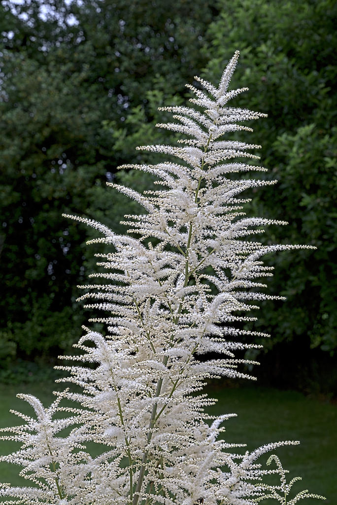 Astilbe.jpg