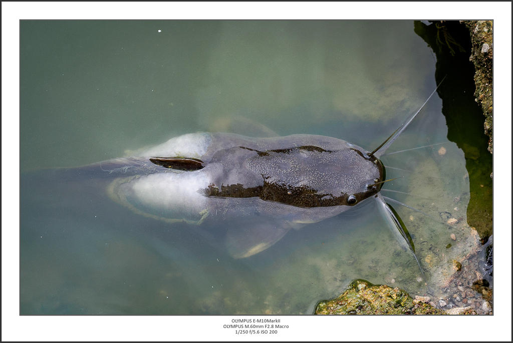 at a pond-1.jpg