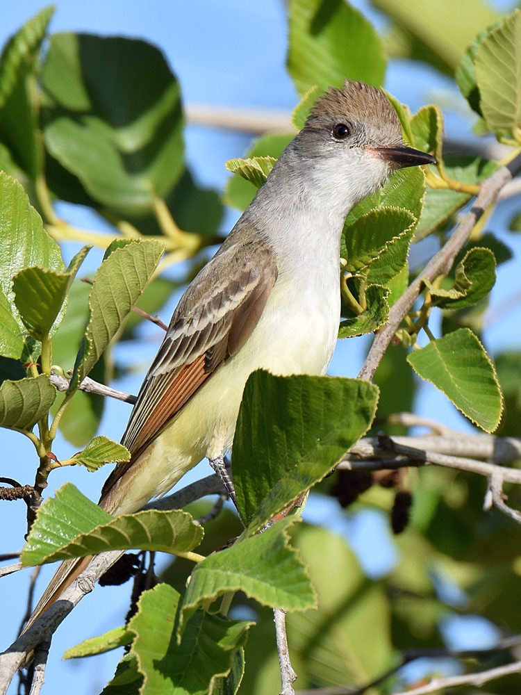 ATFlycatcher.jpg