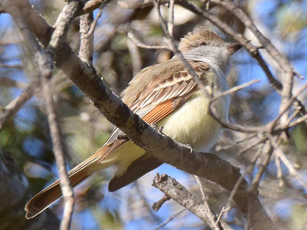ATFlycatcher2.jpg
