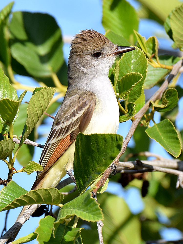 ATFlycatcher2.jpg