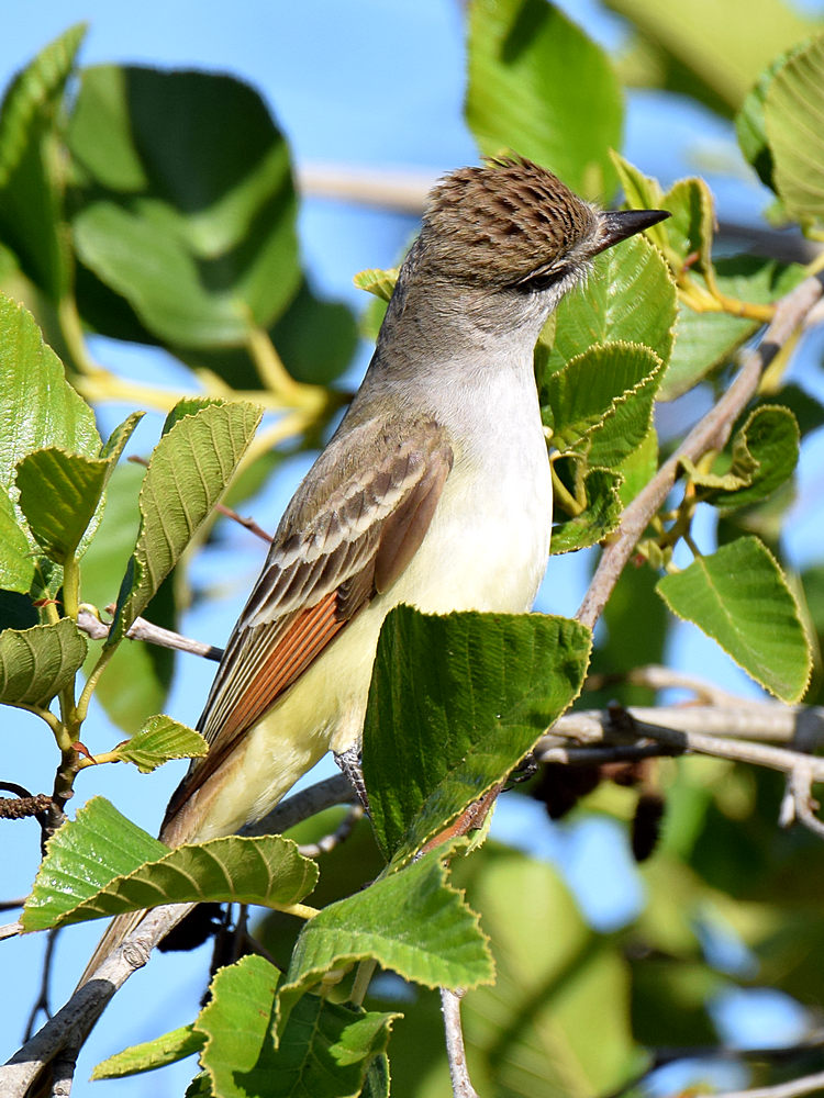 ATFlycatcher3.jpg