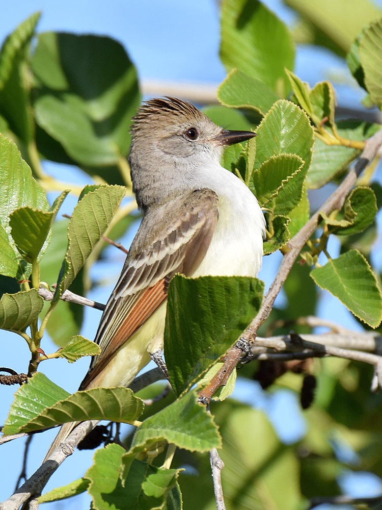 ATFlycatcher4.jpg