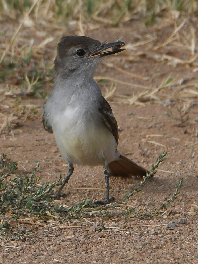 ATFlycatcher4.jpg