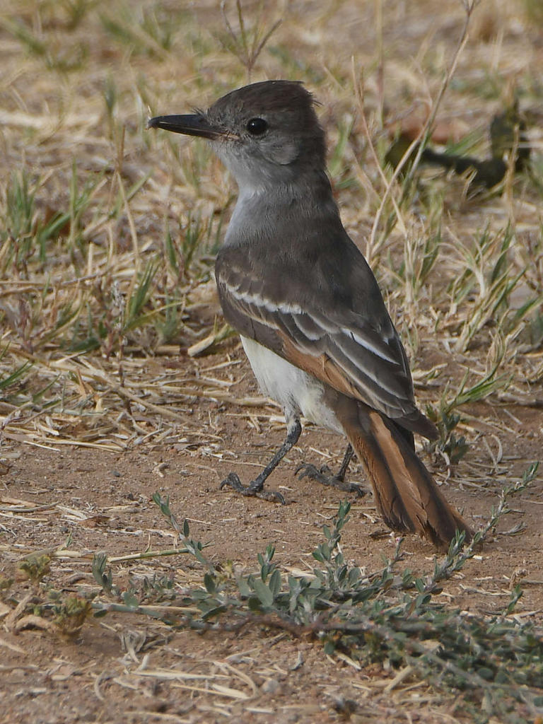 ATFlycatcher5.jpg