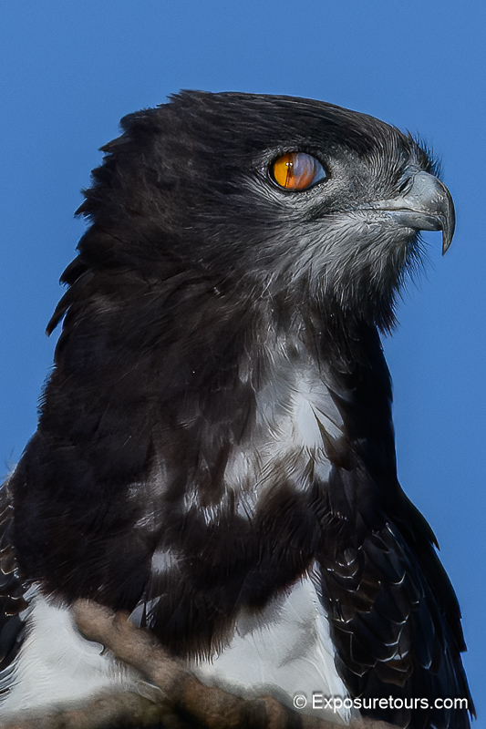 augur buzzard close up exposuretours.jpg