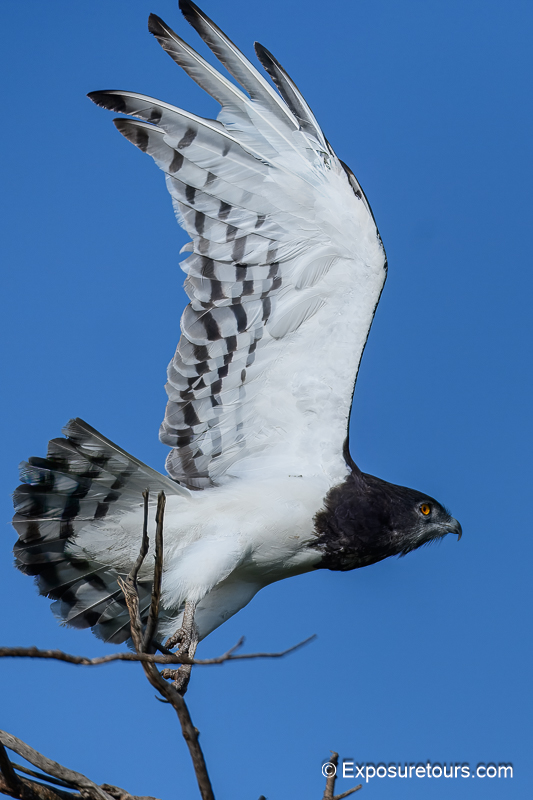 augur buzzard flight exposuretours.jpg
