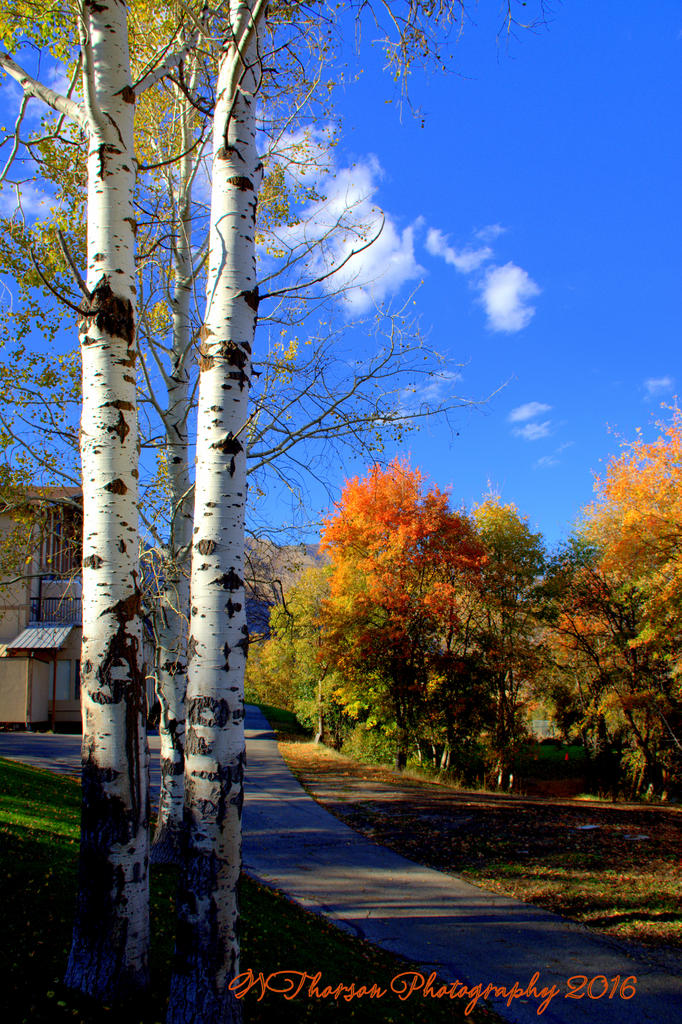 Autumn and Aspens 10-1-2016.jpg
