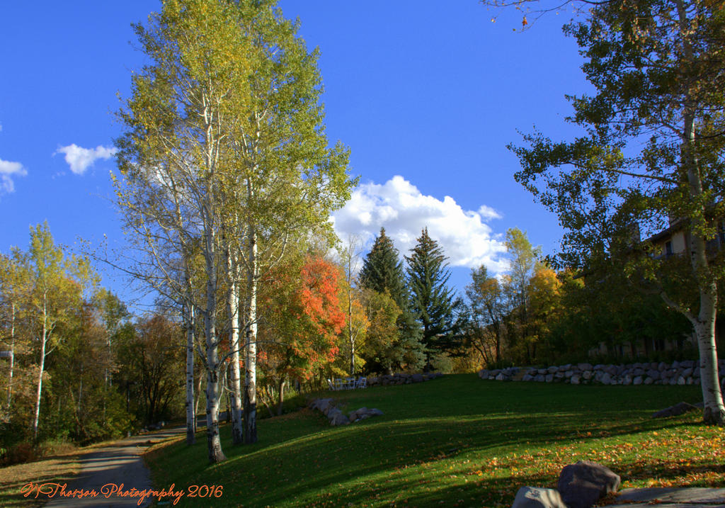 Autumn and Aspens  #2 10-1-2016.jpg