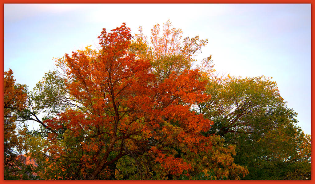 Autumn  Colors.jpg