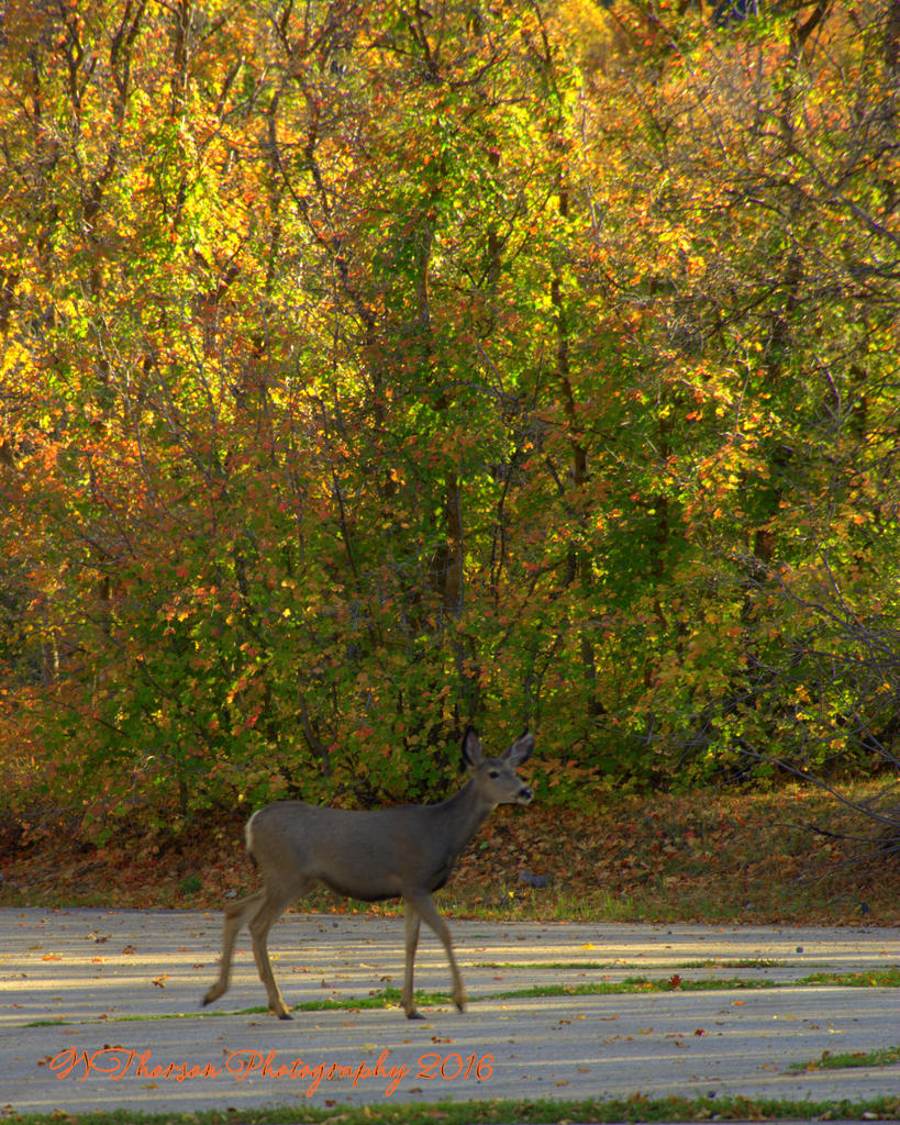 Autumn Deer 10-1-2016.jpg