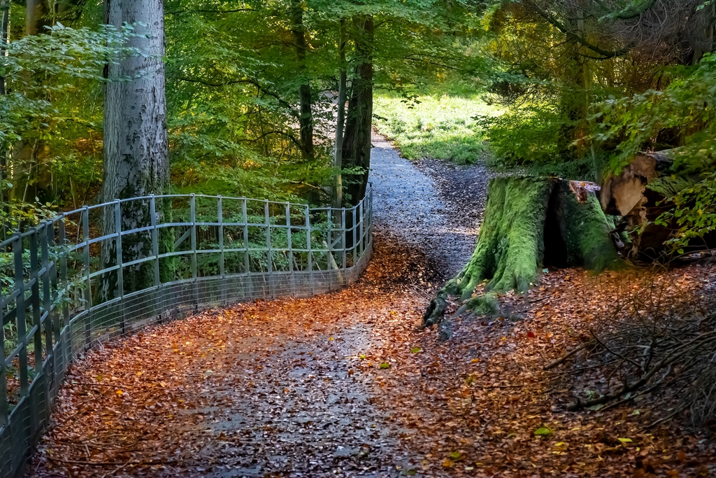 Autumn Fence.jpg