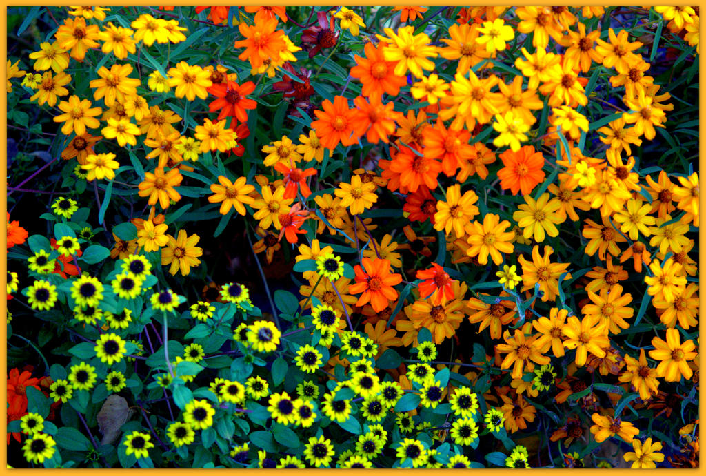 Autumn Flowers 2.jpg
