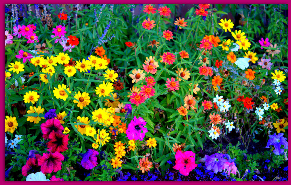 Autumn Flowers 3.jpg