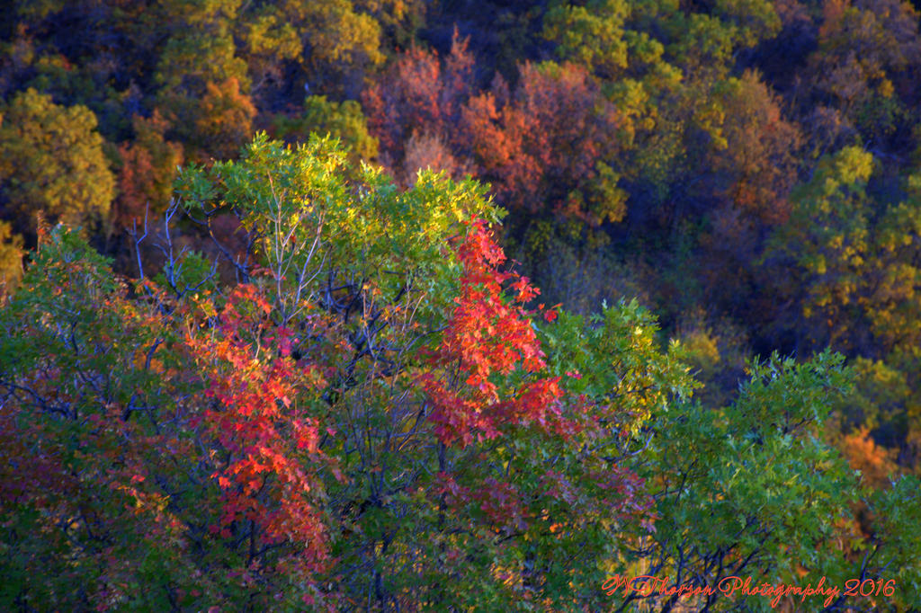 Autumn in Fernwood 10-11-2016.jpg