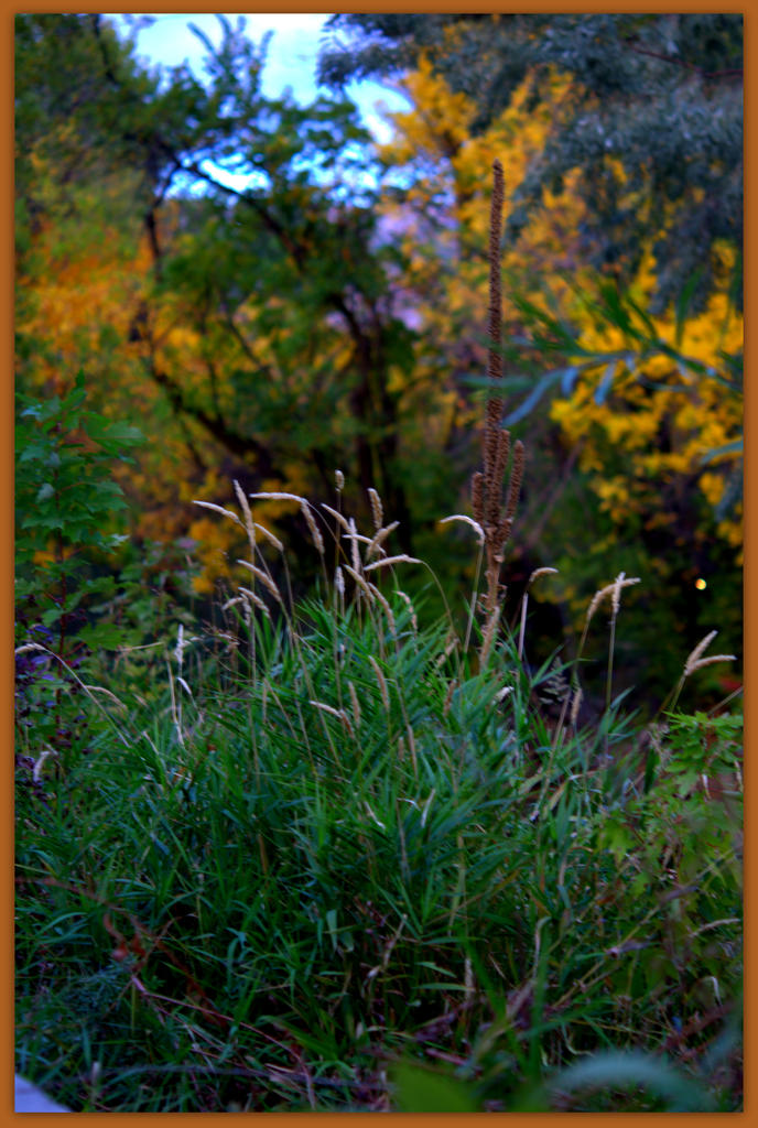 Autumn in Ogden.jpg