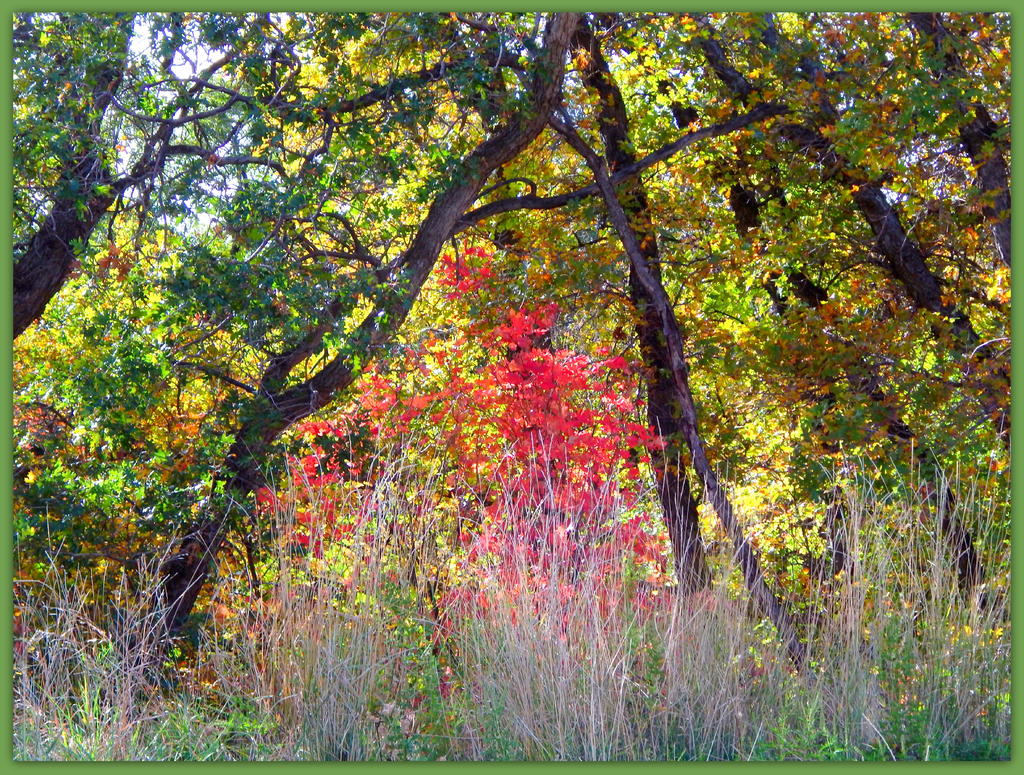 Autumn in the Mountains.jpg