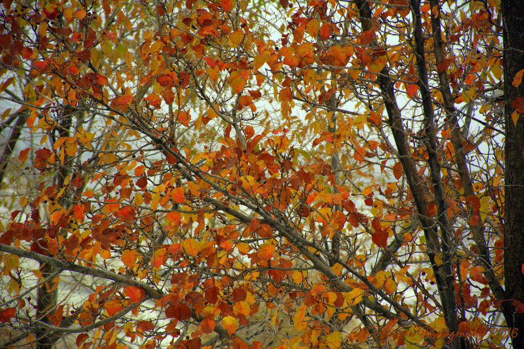 Autumn in the Snow 12-1-2016.jpg