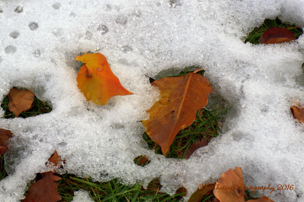 Autumn in the Snow #2  12-1-2016.jpg