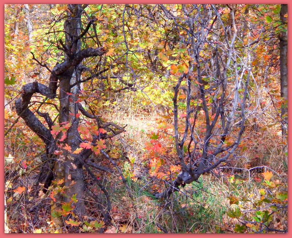 Autumn in the Wasatch Mountains.jpg