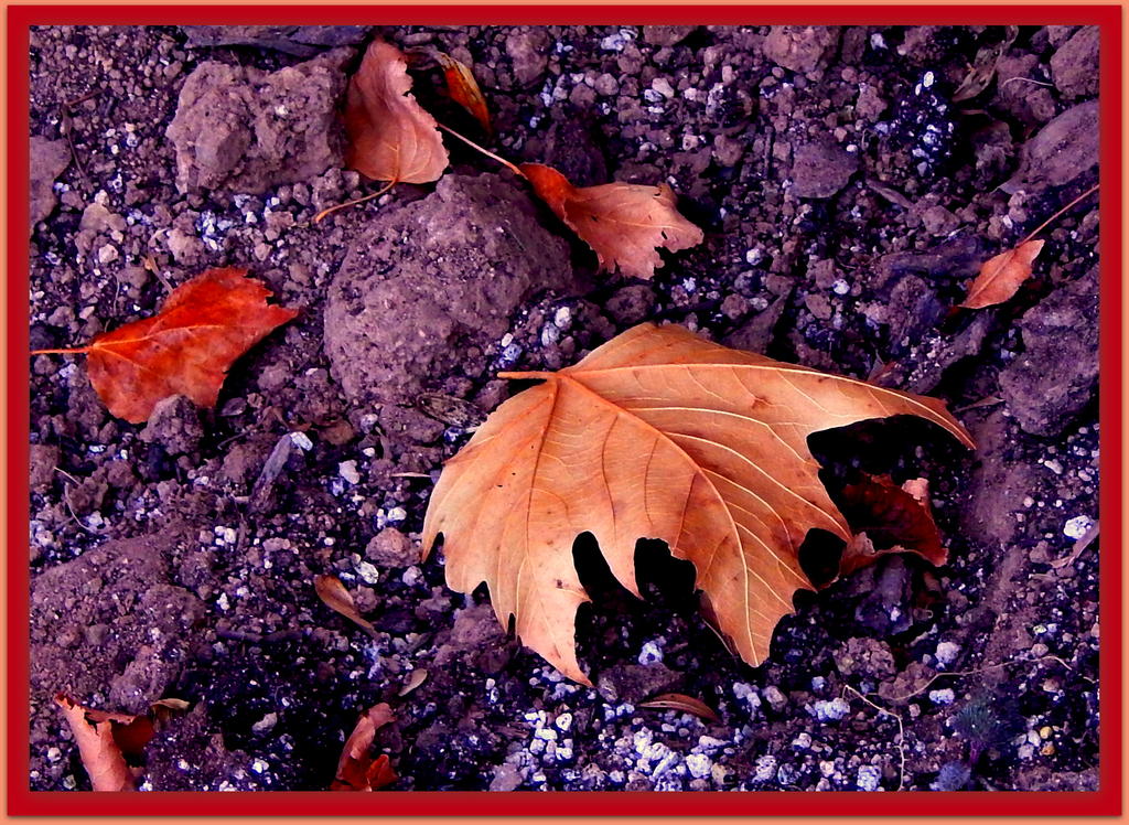 Autumn in Winter.jpg