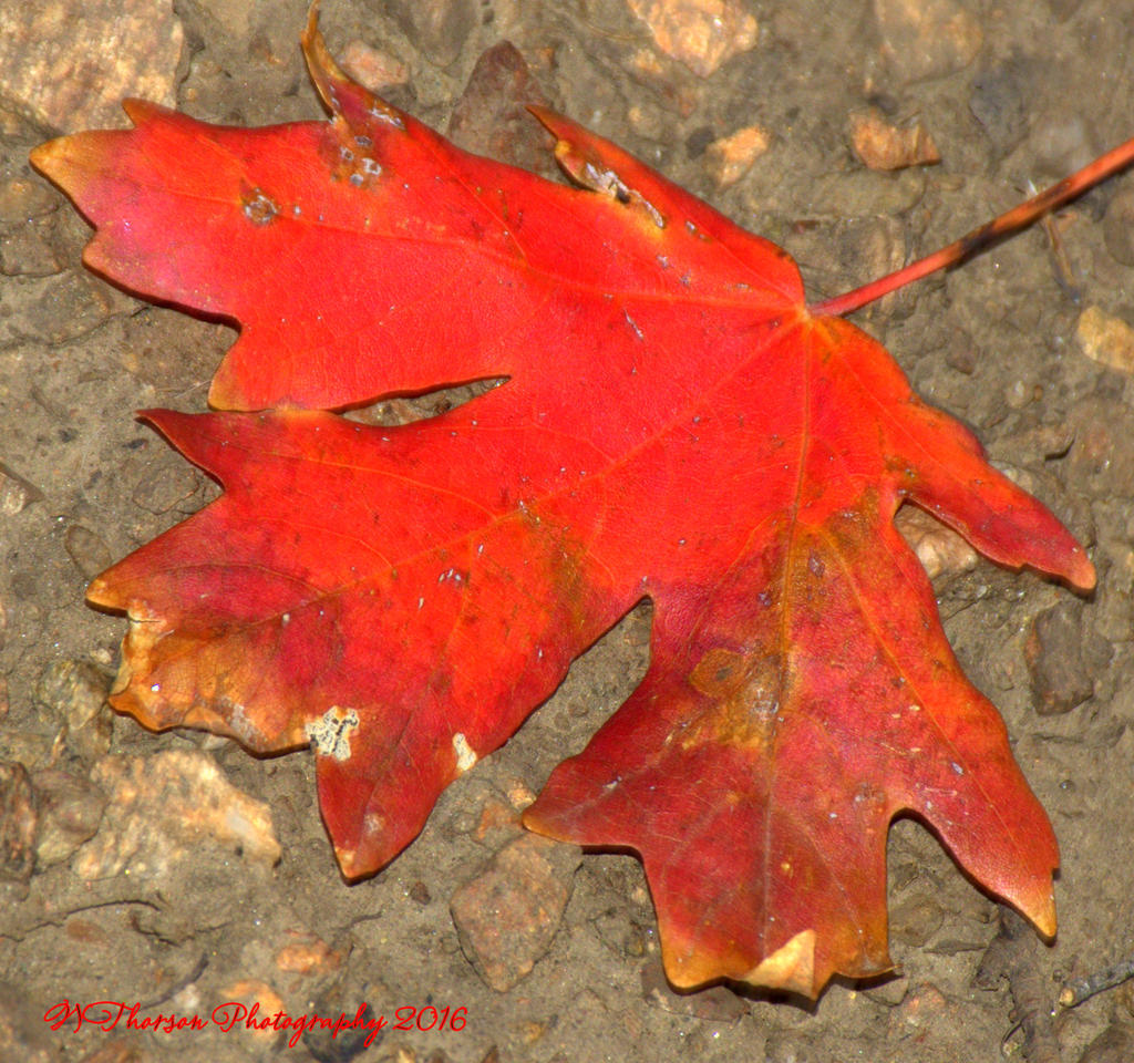 Autumn Leaf 10-11-2016.jpg