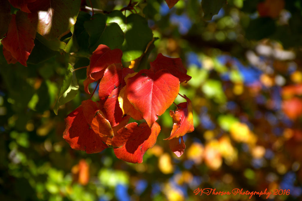 Autumn Leaves #1 10-31-2016.jpg