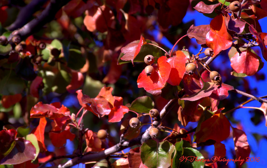Autumn Leaves 10-29-2016.jpg