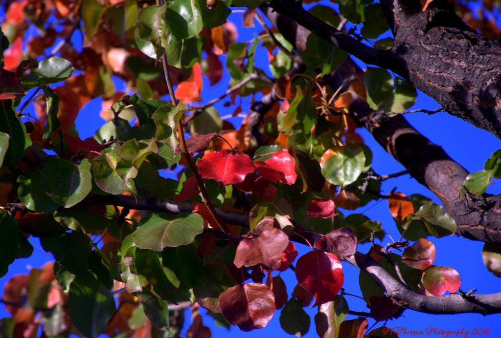 Autumn Leaves #2 10-29-2016.jpg