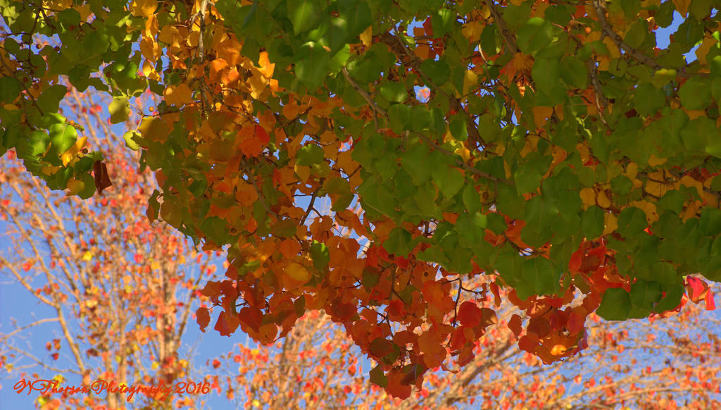 Autumn Leaves #2 10-31-2016.jpg