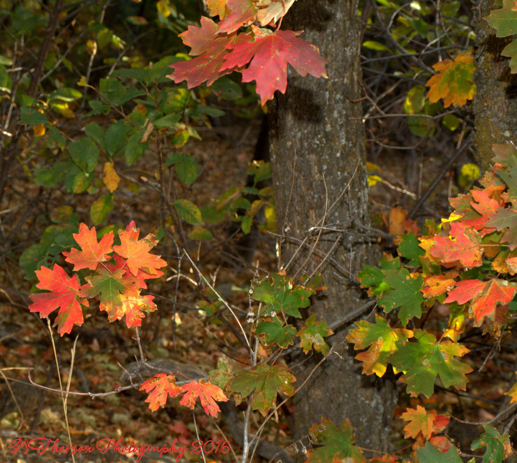 Autumn Leaves #2 9-17-2016.jpg
