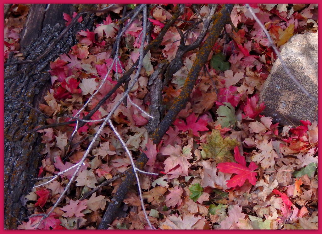 Autumn Leaves 2.jpg