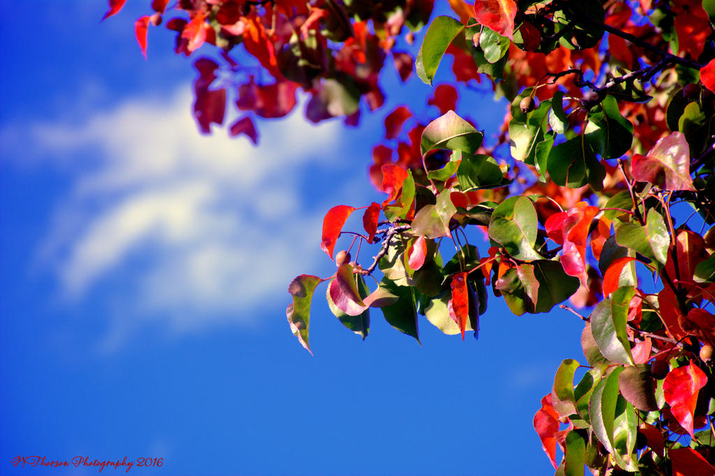 Autumn Leaves #3 10-29-2016.jpg