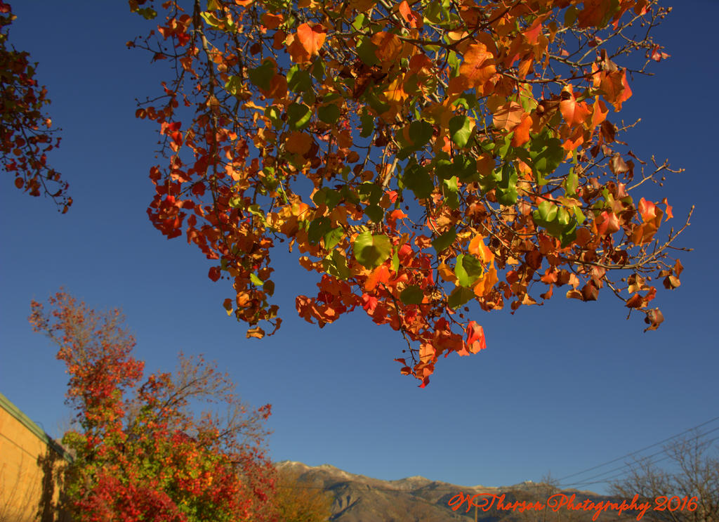 Autumn Leaves #3 10-31-2016.jpg
