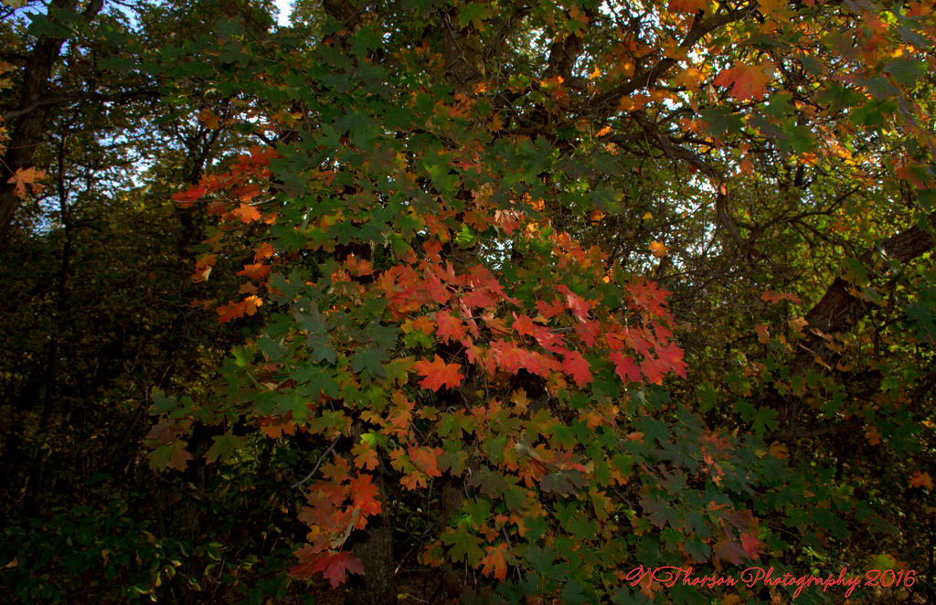 Autumn Leaves #3 9-17-2016.jpg