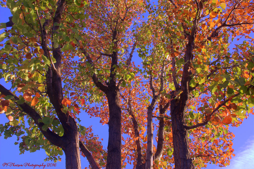 Autumn Leaves #4 10-29-2016.jpg