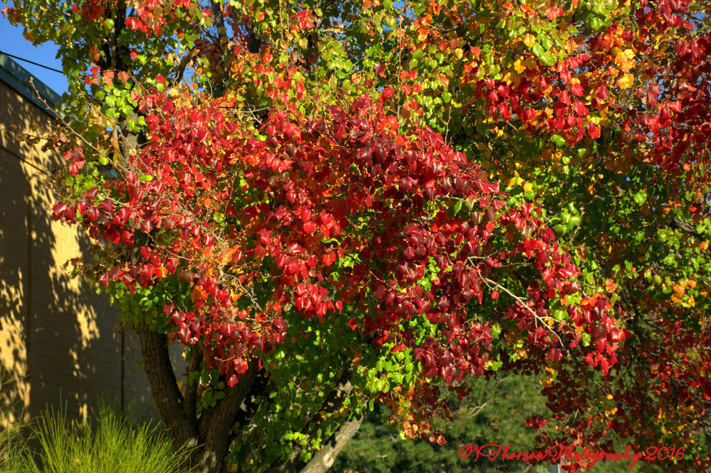 Autumn Leaves #4 10-31-2016.jpg