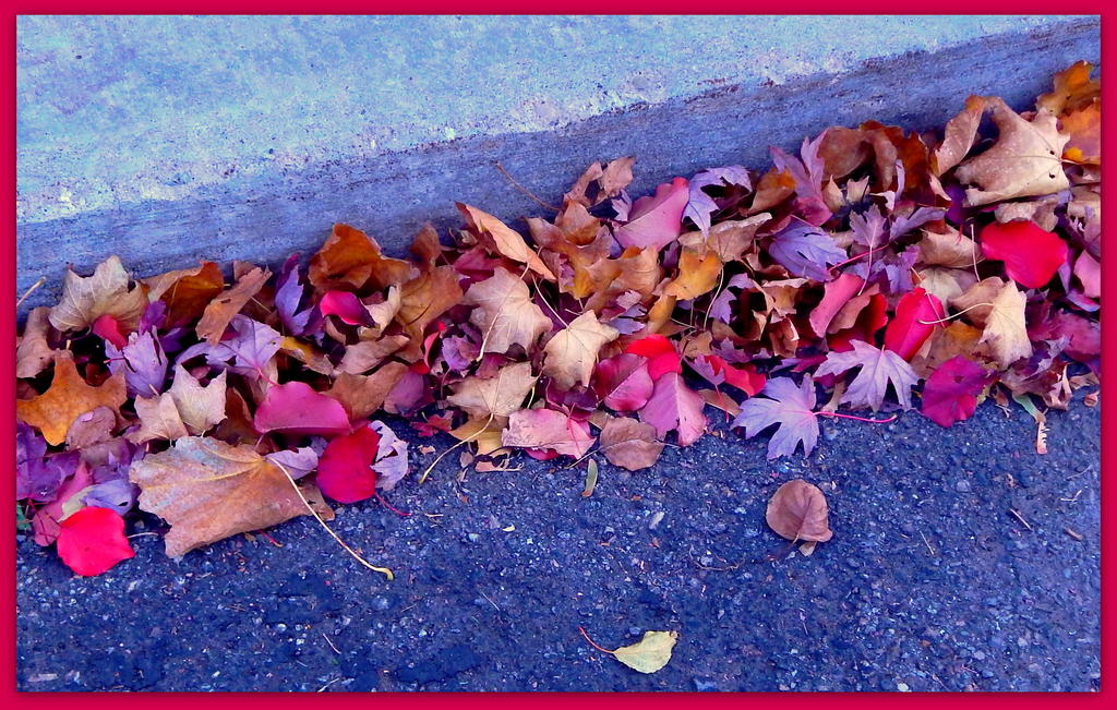 Autumn Leaves 4.jpg