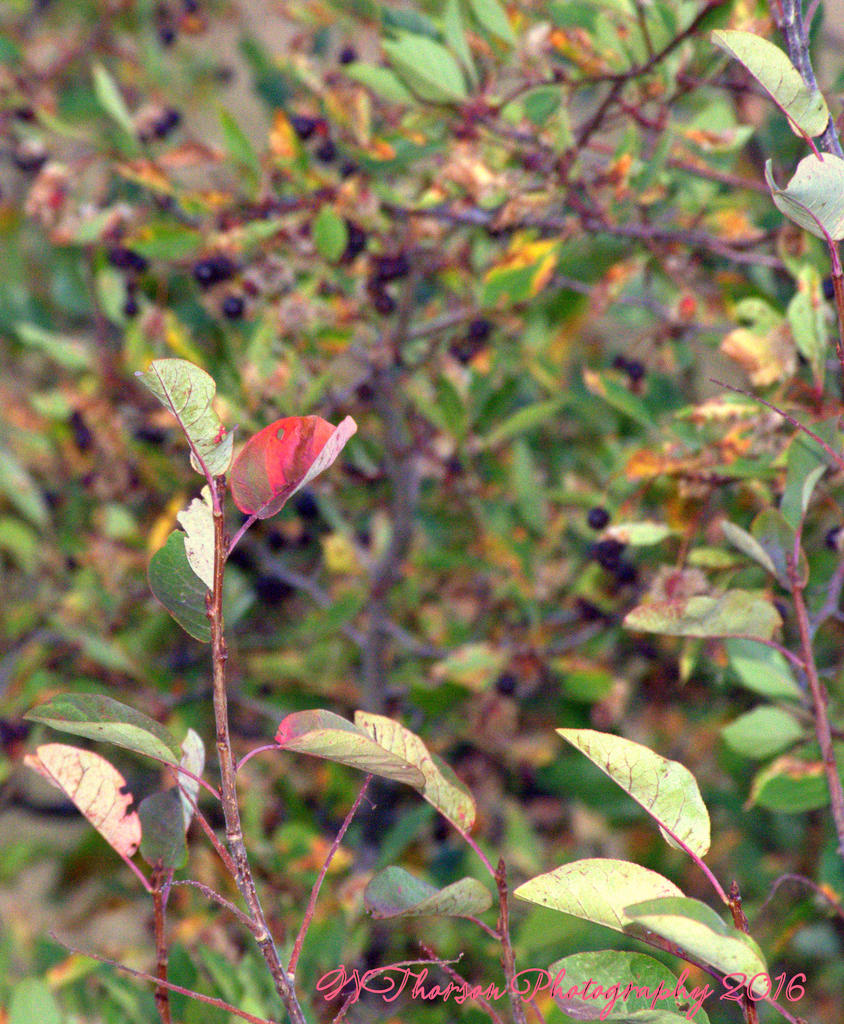 Autumn Leaves  9-10-2016.jpg