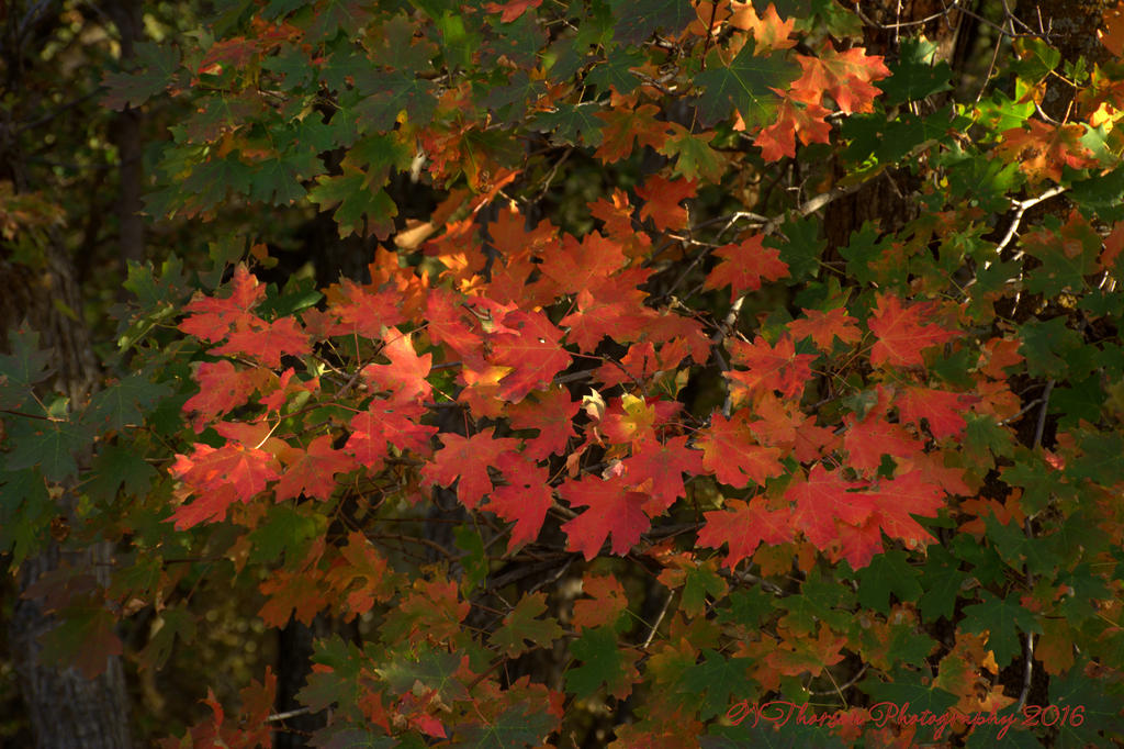 Autumn Leaves 9-17-2016.jpg