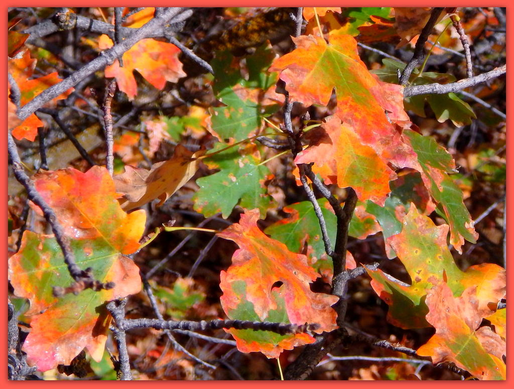 Autumn Leaves.jpg