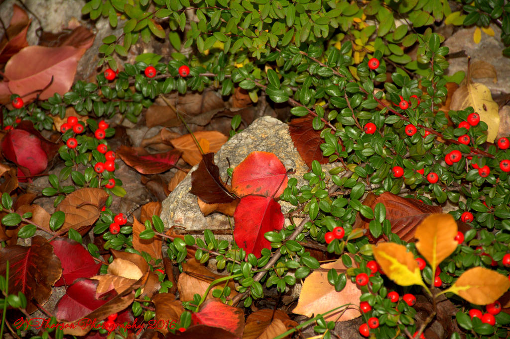 Autumn Leaves with Red Berries 10-24-2016.jpg