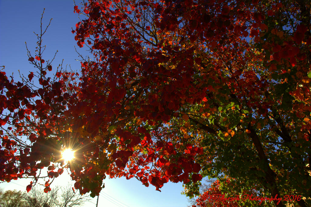 Autumn Leaves with Sun Star 10-31-2016.jpg