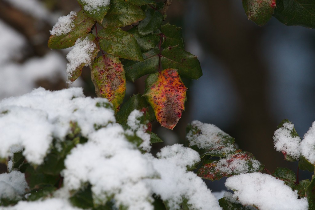 Autumn meets Winter.jpg