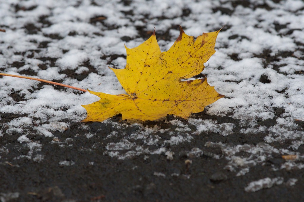 Autumn meets winter2.jpg