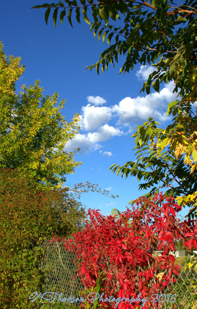 Autumn Morning #10 9-30-2016.jpg