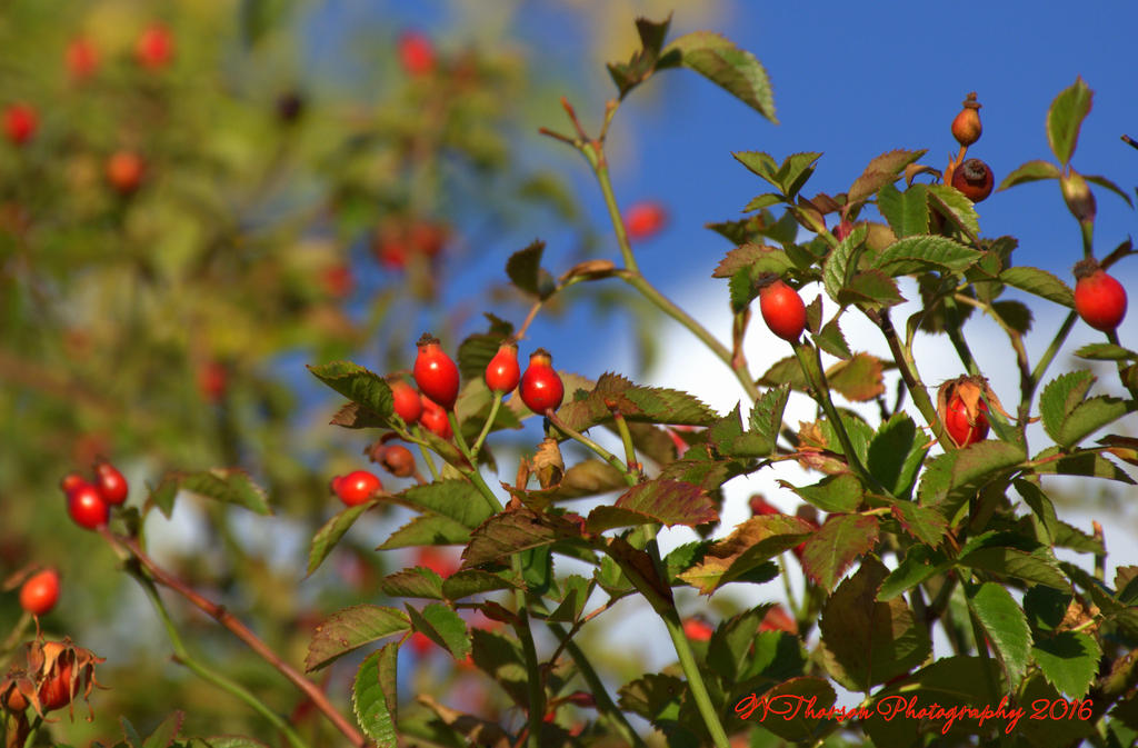 Autumn Morning #11 9-30-2016.jpg