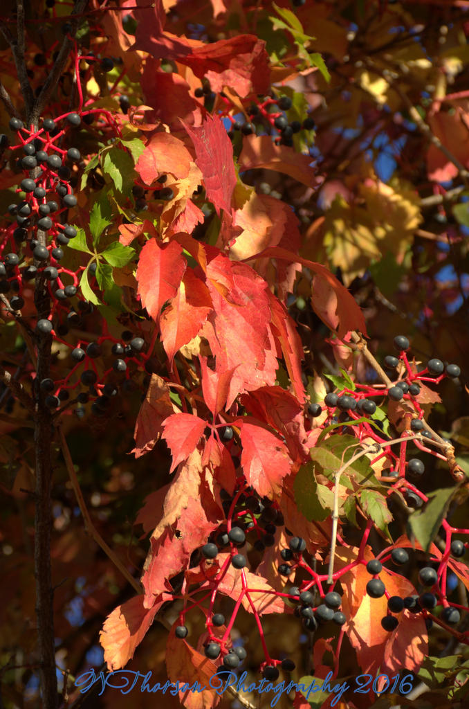 Autumn Morning #5 9-30-2016.jpg
