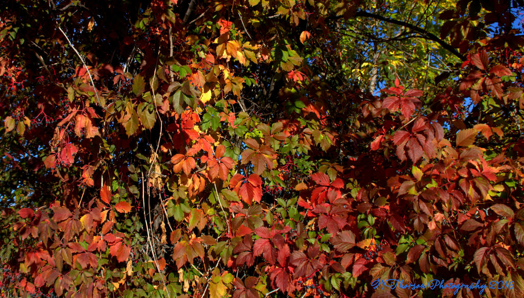 Autumn Morning #6 9-30-2016.jpg