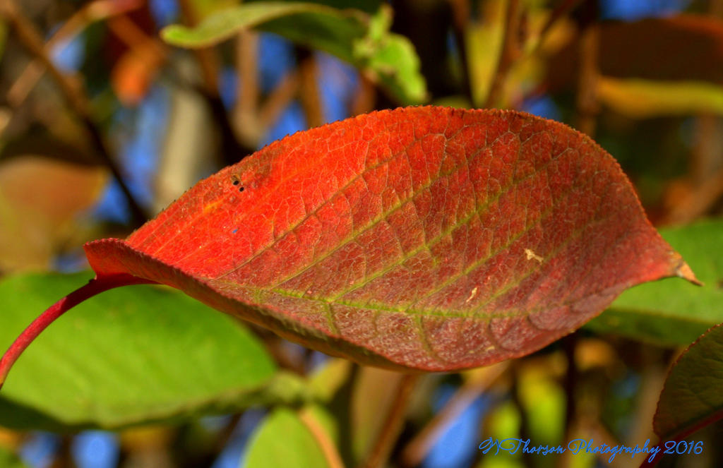 Autumn Morning #7 9-30-2016.jpg